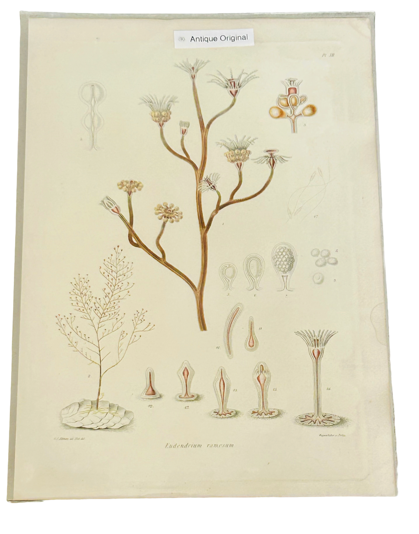Antique Ray Society Plate VIII Eudendrium Ramosum c.1880 Victorian Marine Biology Print