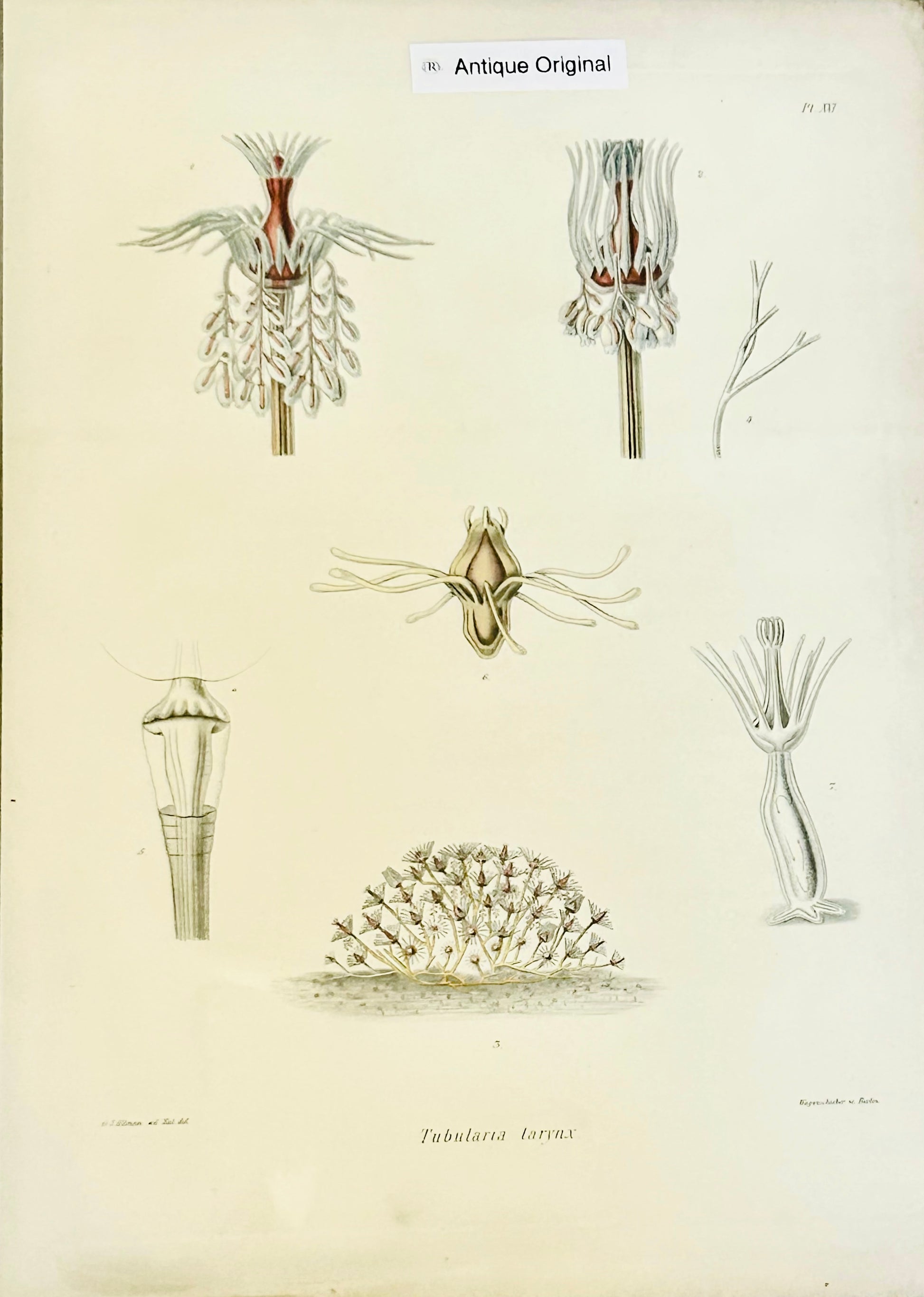 Antique Ray Society Plate XXI  Tubularia larynx c.1880 Victorian Marine Biology Print