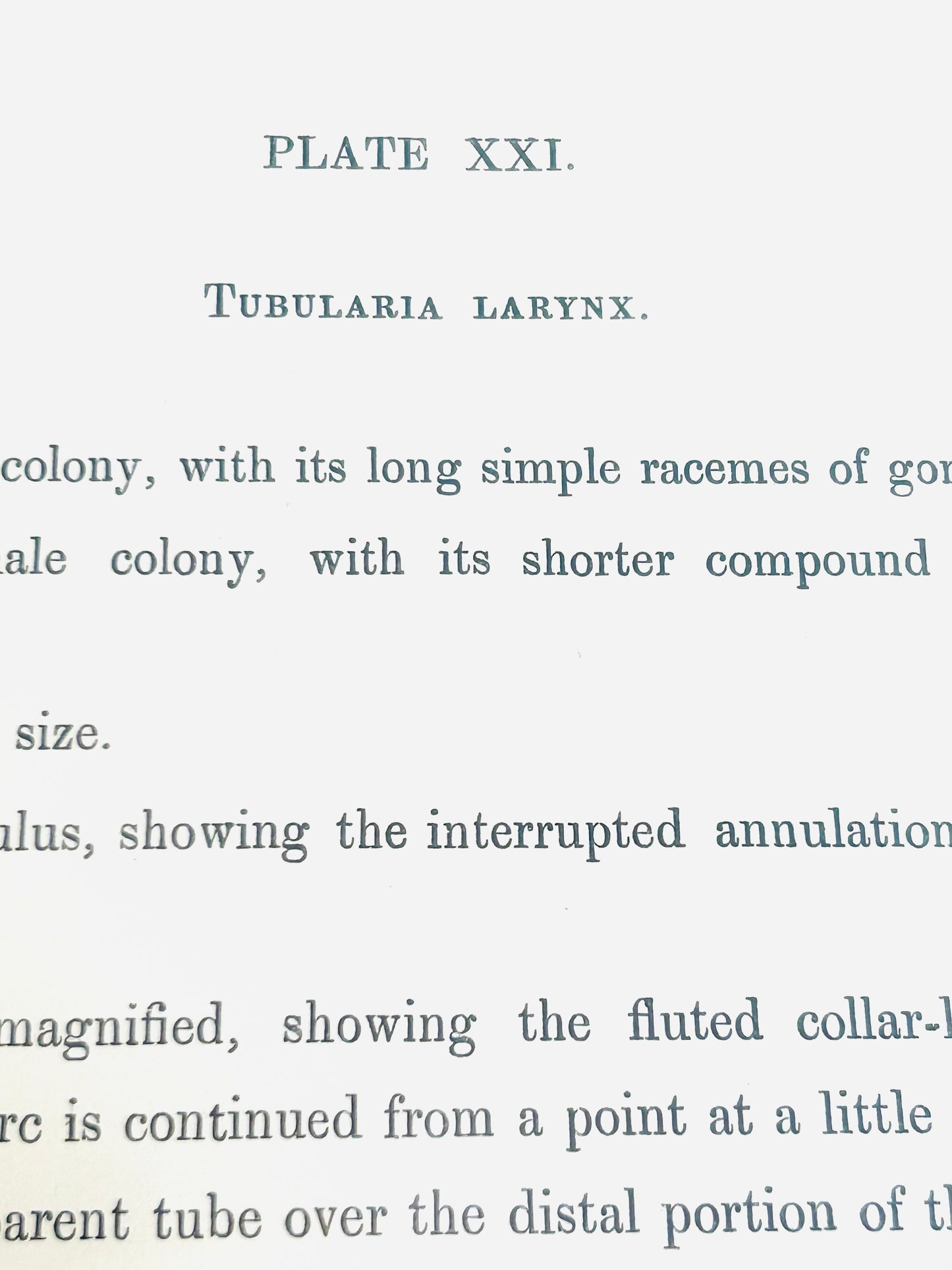 Ray Society 19thc. Scientific Illustration - Tubularia larynx - Plate. XXI