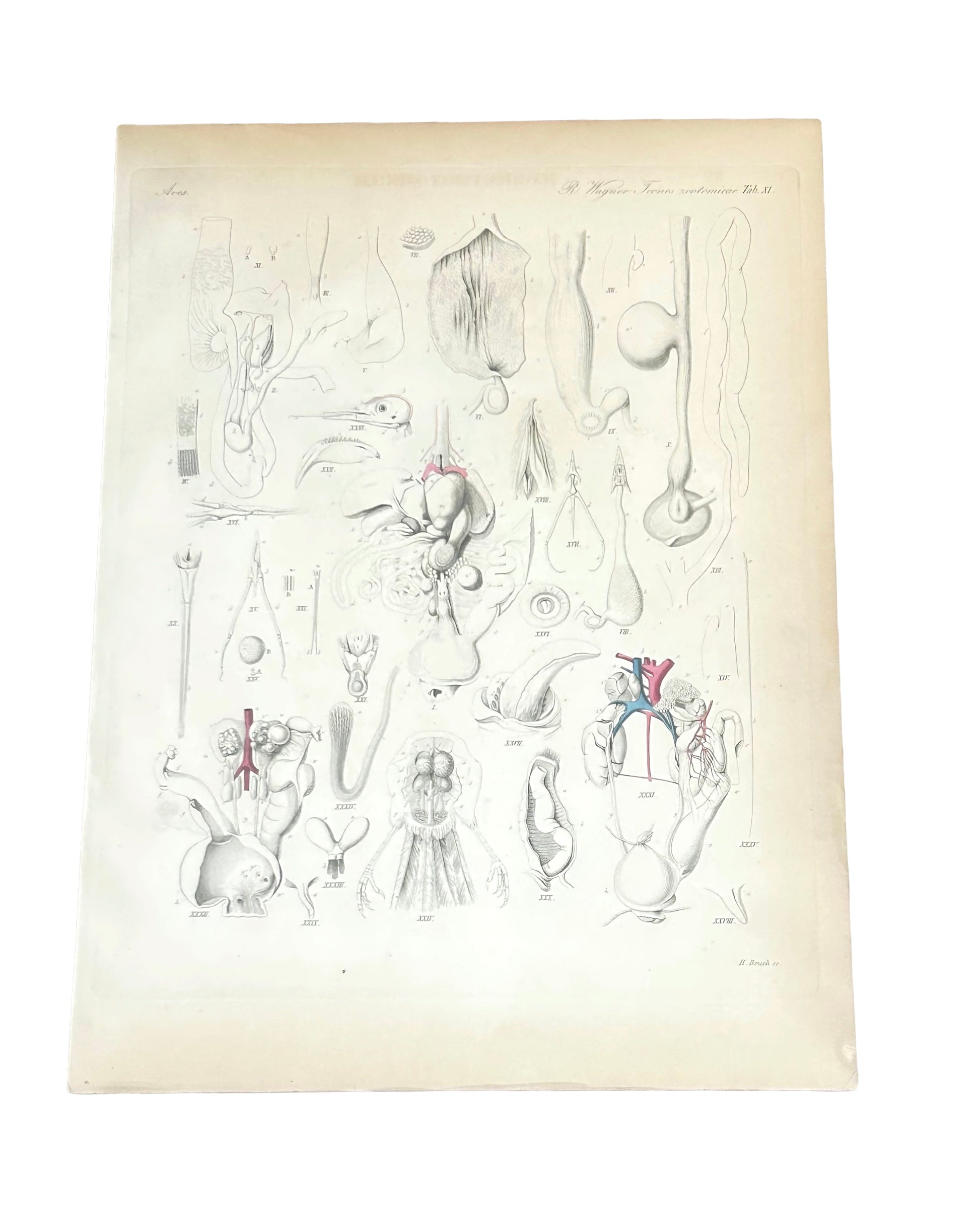 Wagner 19th-Century Invertebrate Anatomy Engraving – Original Zoological Plate XI by H. Bruch – Aves