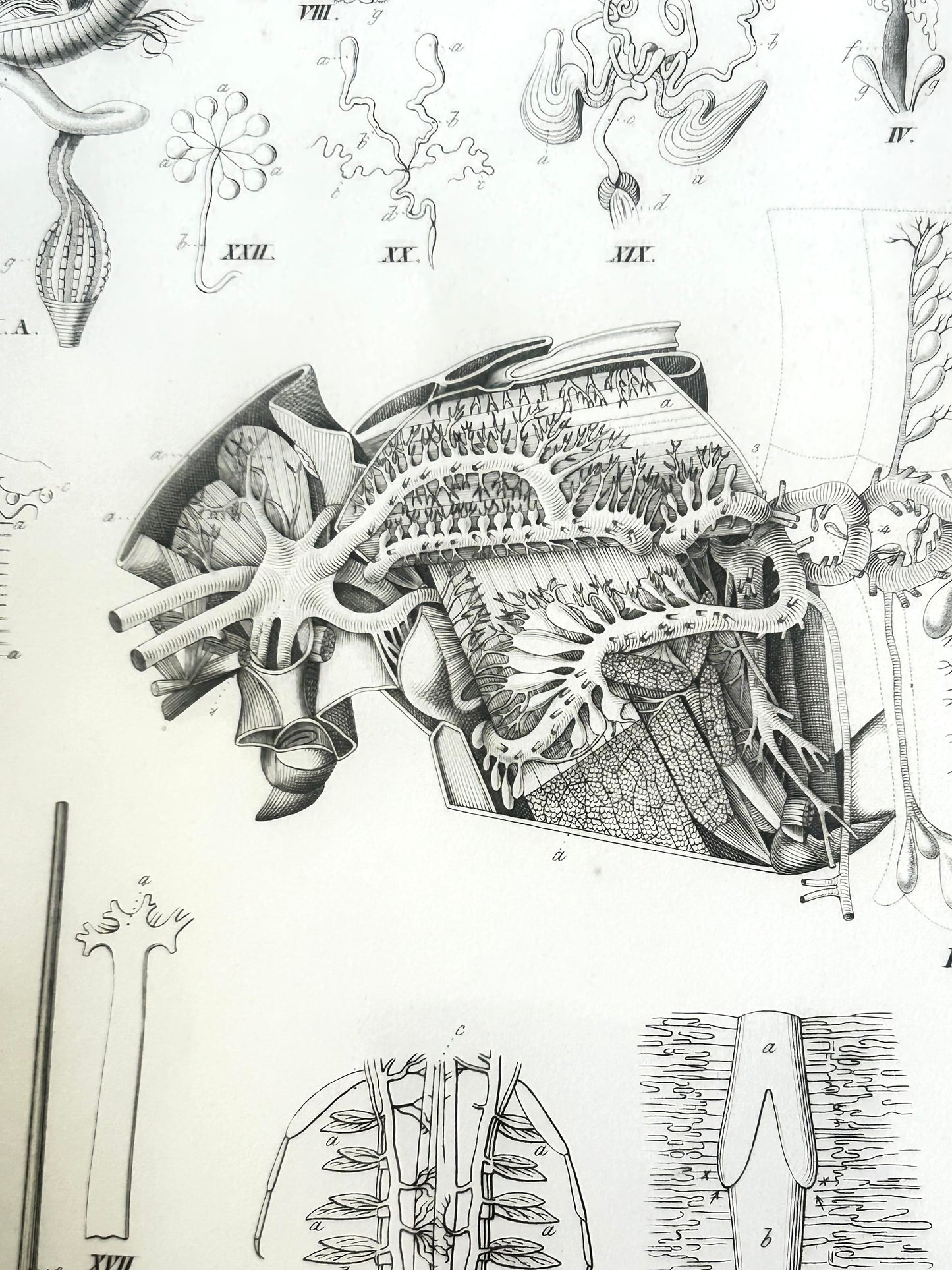 Insecta Antique Zoology Engraving – 19th Century Anatomy Print – Plate XXIV by R. Wagner