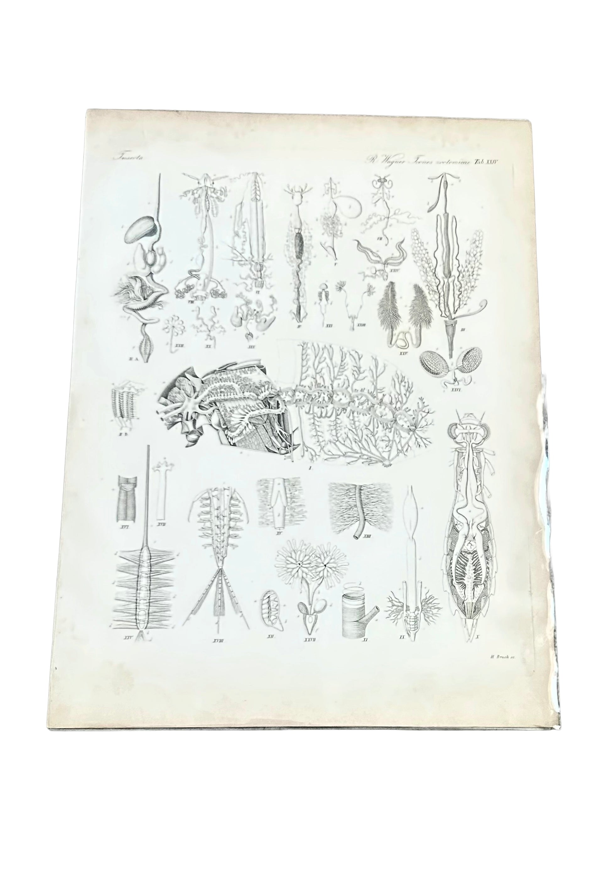 Insecta Antique Zoology Engraving – 19th Century Anatomy Print – Plate XXIV by R. Wagner