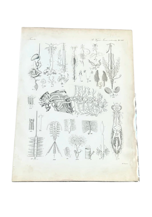 Insecta Antique Zoology Engraving – 19th Century Anatomy Print – Plate XXIV by R. Wagner