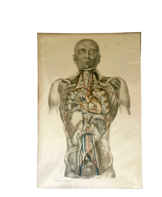 Sibson] Victorian Medical Anatomy Print – Dissection Plate VI (1869)