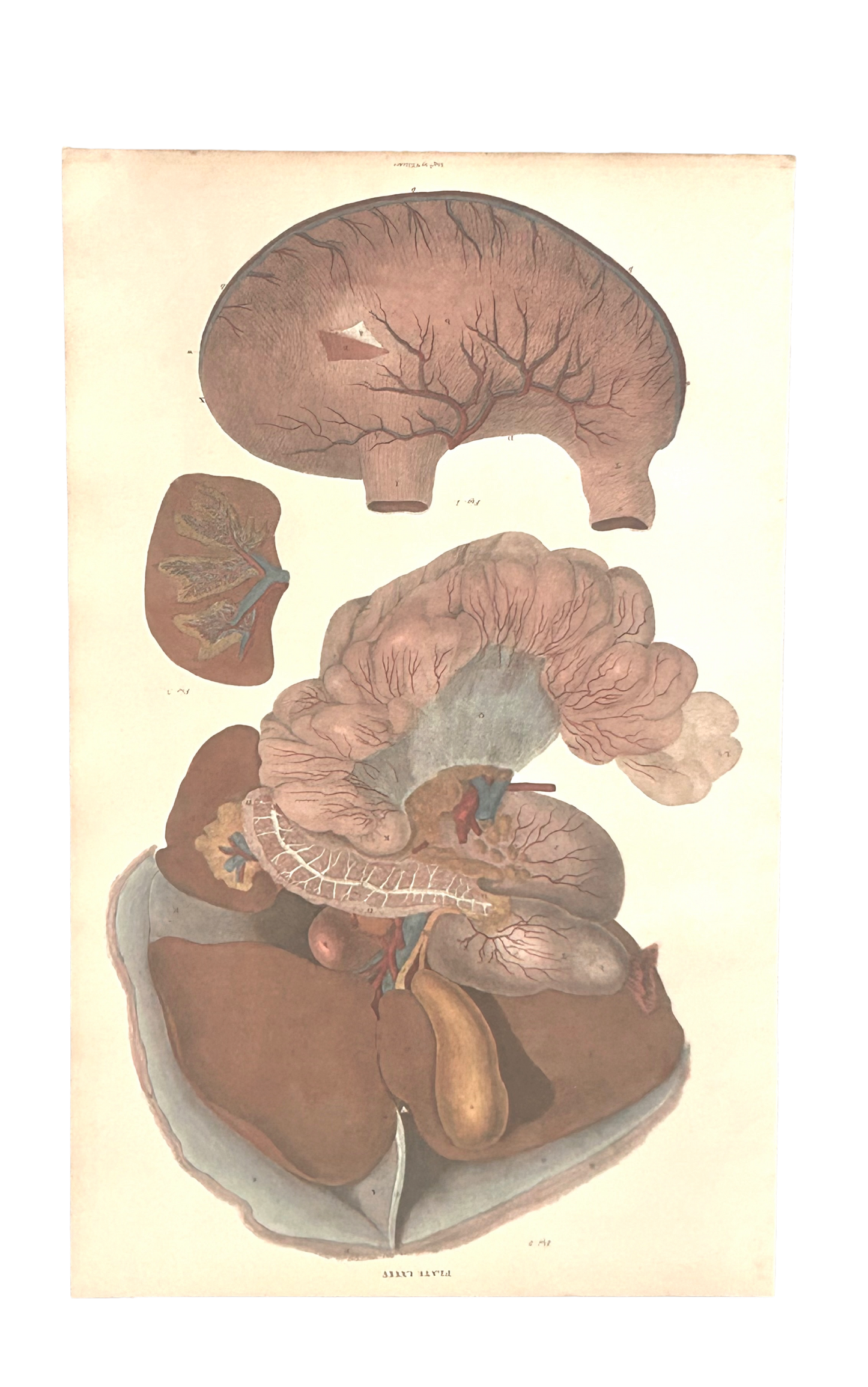 W. H. Lizars —   Upper Digestive System— Copperplate Engraving — Anatomical Print — 19th Century