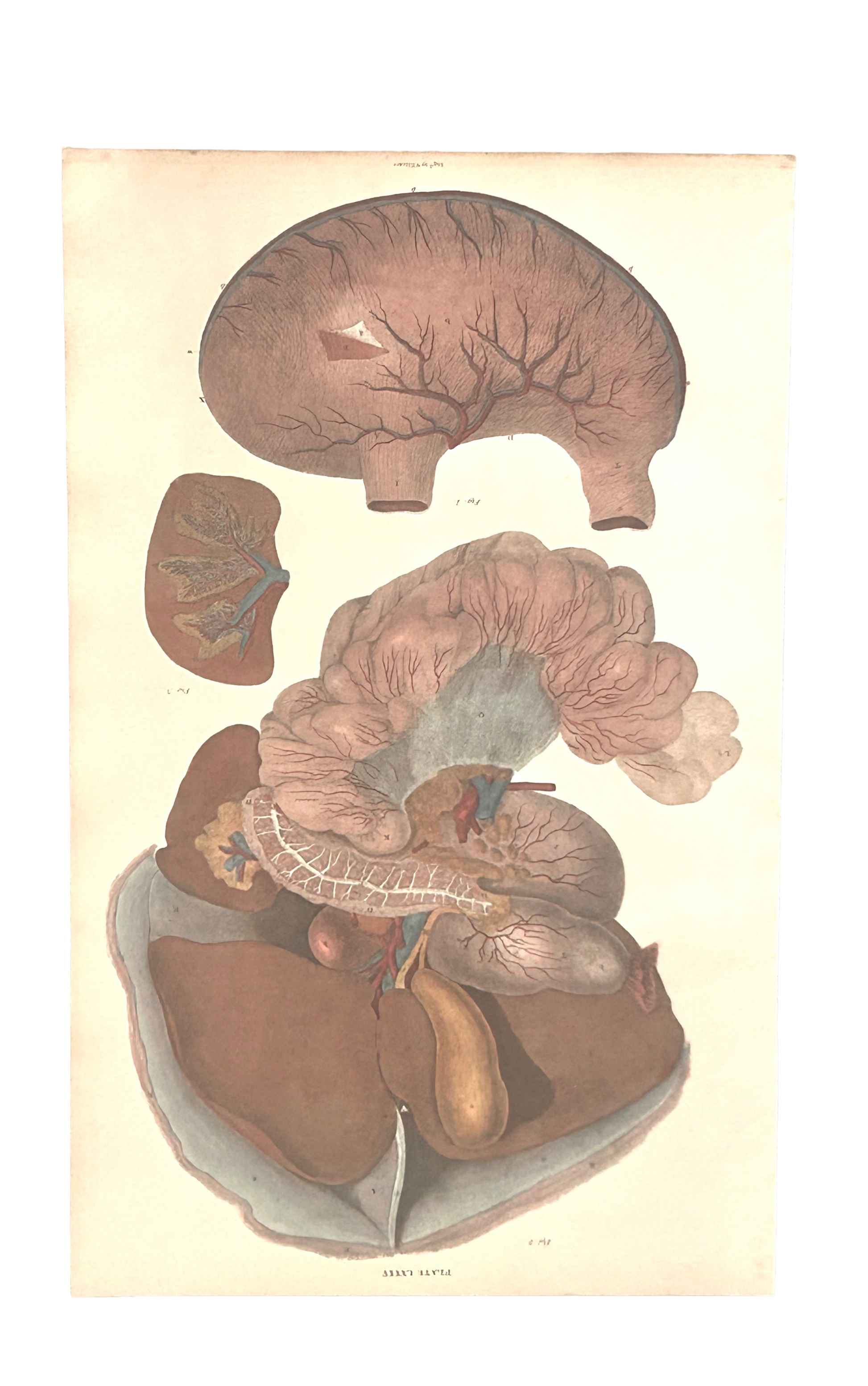 W. H. Lizars —   Upper Digestive System— Copperplate Engraving — Anatomical Print — 19th Century