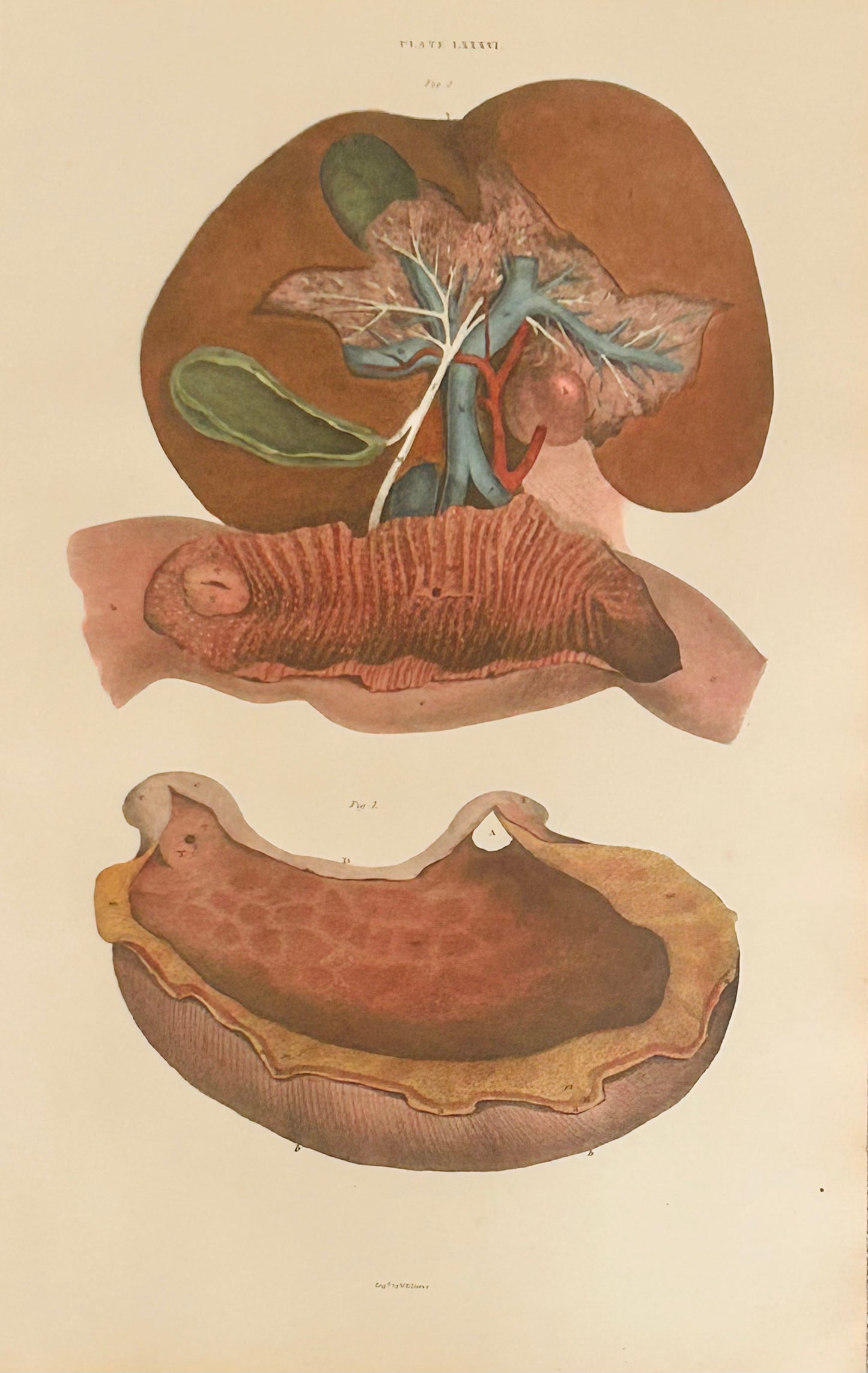W. H. Lizars — Digestive Anatomy Dissection  — Copperplate Engraving — Anatomical Print — 19th Century
