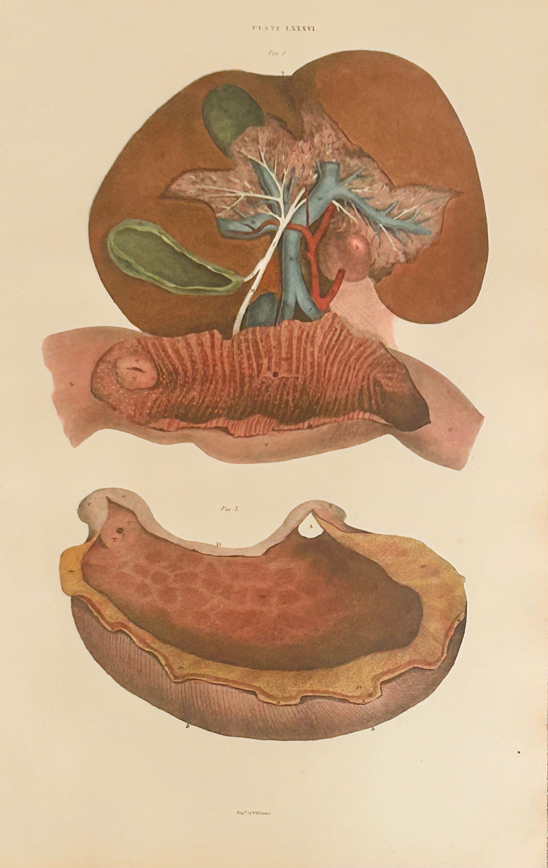 W. H. Lizars — Digestive Anatomy Dissection  — Copperplate Engraving — Anatomical Print — 19th Century