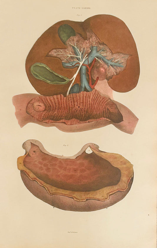 W. H. Lizars — Digestive Anatomy Dissection  — Copperplate Engraving — Anatomical Print — 19th Century