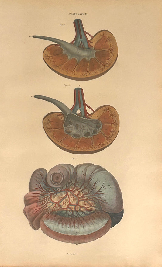 W. H. Lizars —   "Kidneys" Copperplate Engraving — Anatomical Print — 19th Century