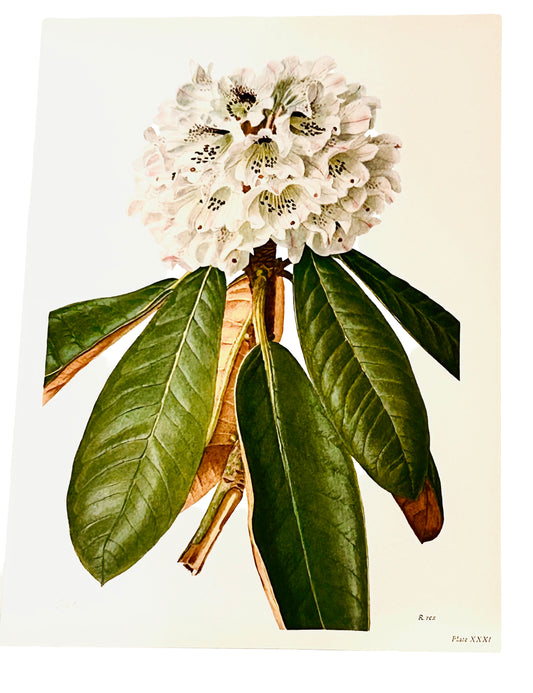 Rhododendron Vintage Print | C. Riefel 1958 Floral - R Rex Plate XXXI White Blush