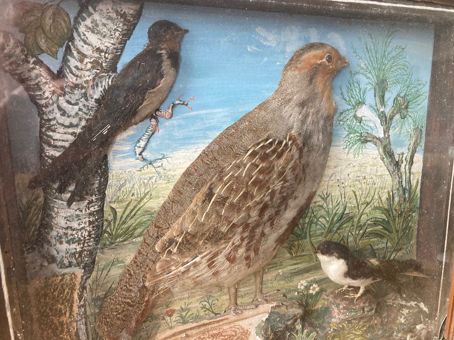 Taxidermy Diorama - Birds