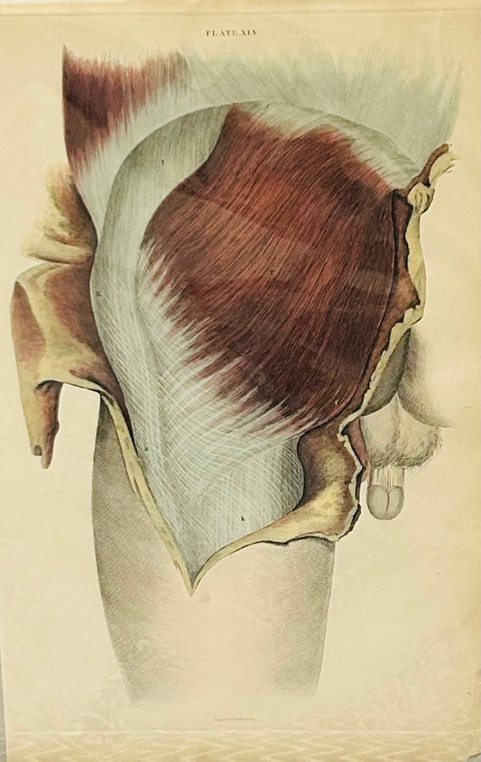 Original Lizar's Anatomical Print 19th Century Engraving – superficial muscles of the thigh and hip -  Plate XLV Human Muscle Anatomy