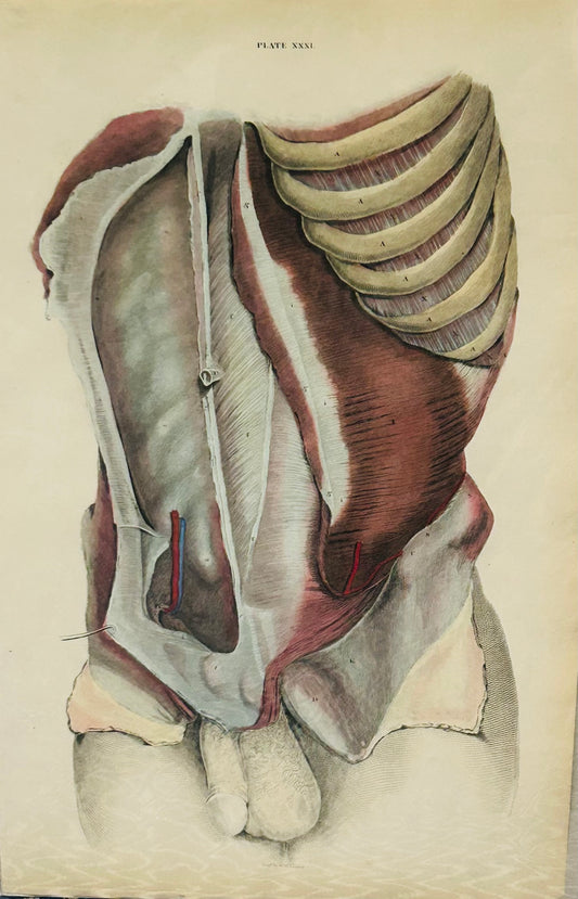 Original 19th Century Lizars Anatomical Print – Plate XXXI – Muscles of the Thorax, Abdomen & Ribcage
