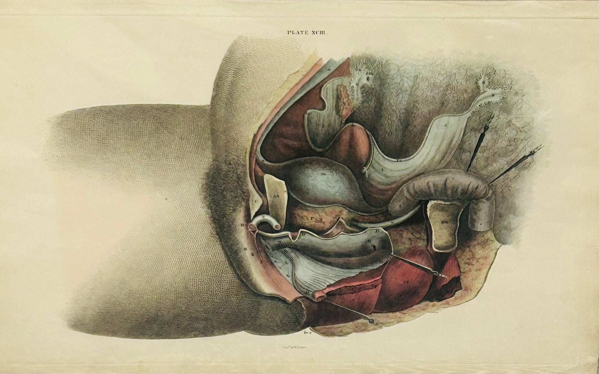 Original 19th Century Lizar's Anatomical Print – Plate XCIII – Human Abdominal Cavity & Internal Organs