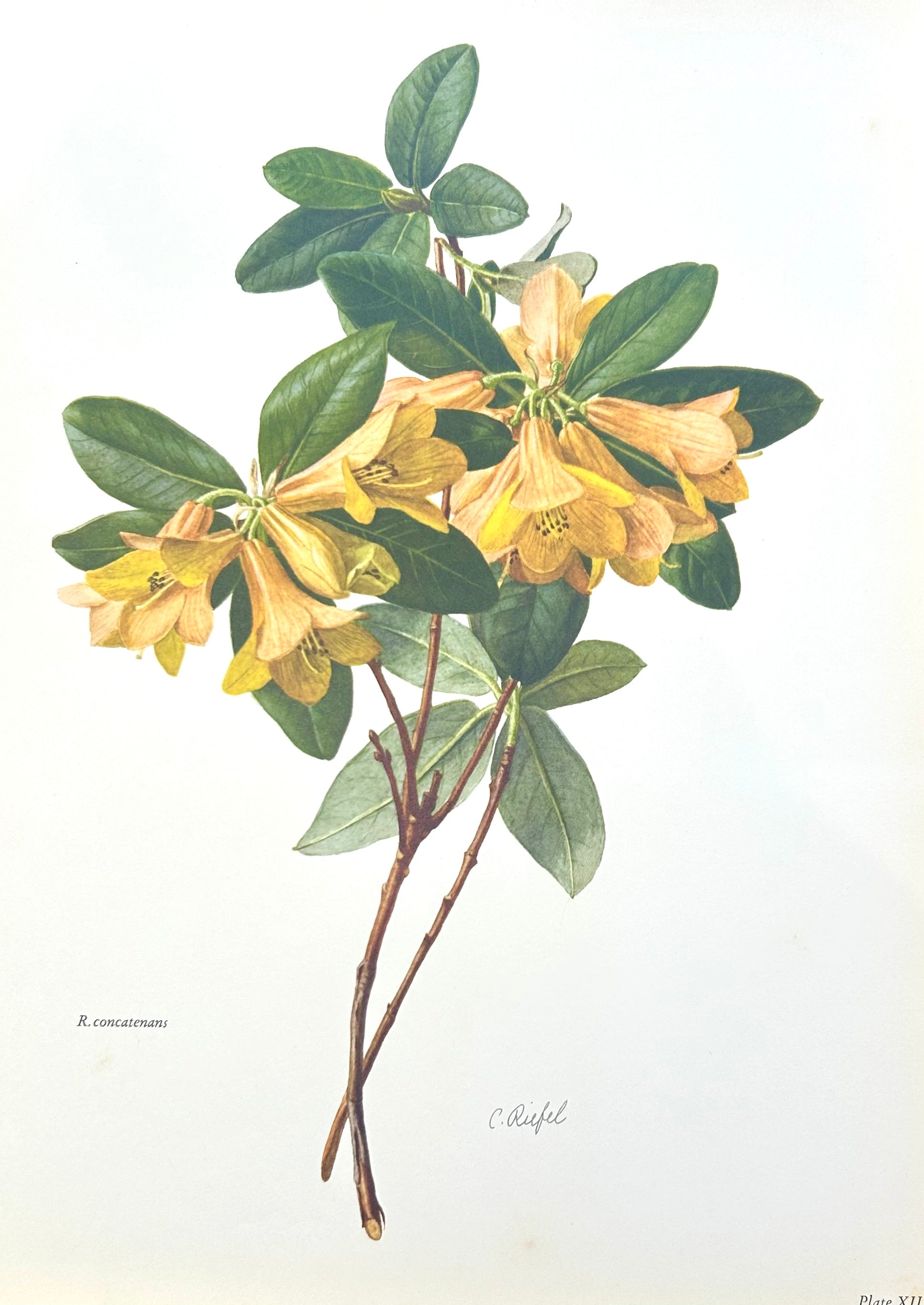 Rhododendron R Concatenans Yellow - Vintage Print | C. Riefel 1958 Plate XIII