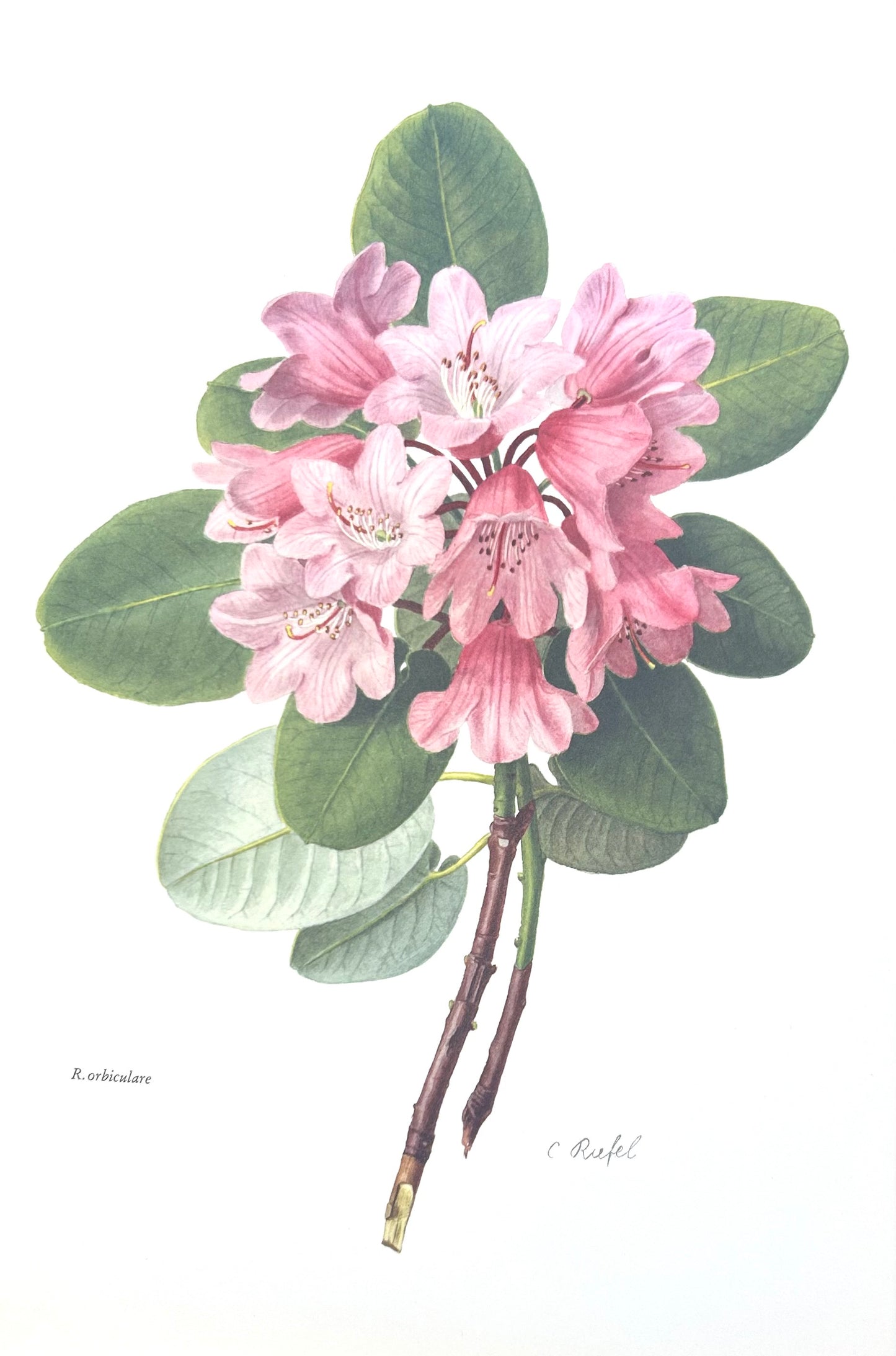 Rhododendron Vintage Print | C. Riefel 1958 Floral - Pink R oreodoxa Plate: XXXVI
