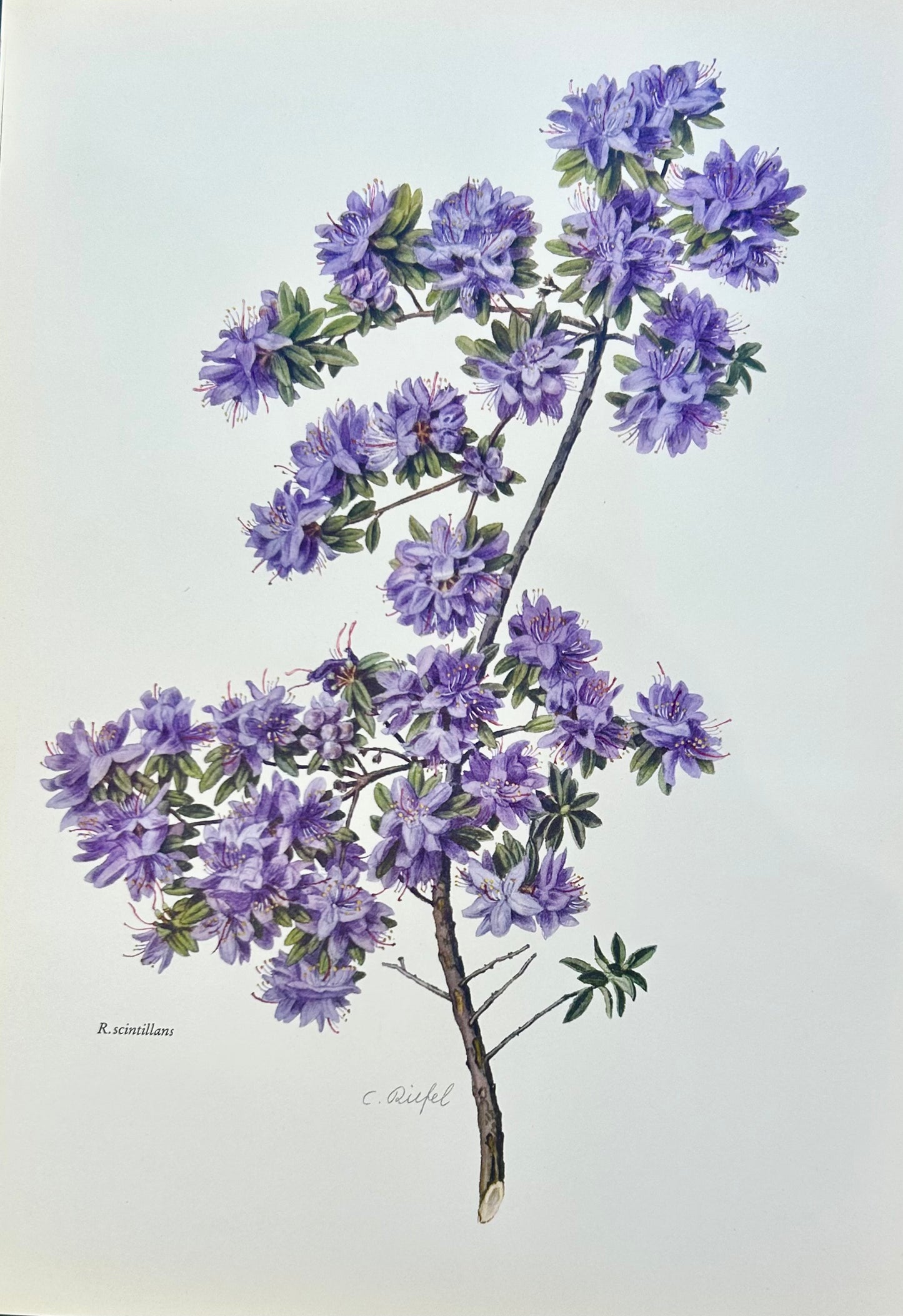 Rhododendron Scintillans Vintage Print | C. Riefel 1958 Plate XVI / Purple