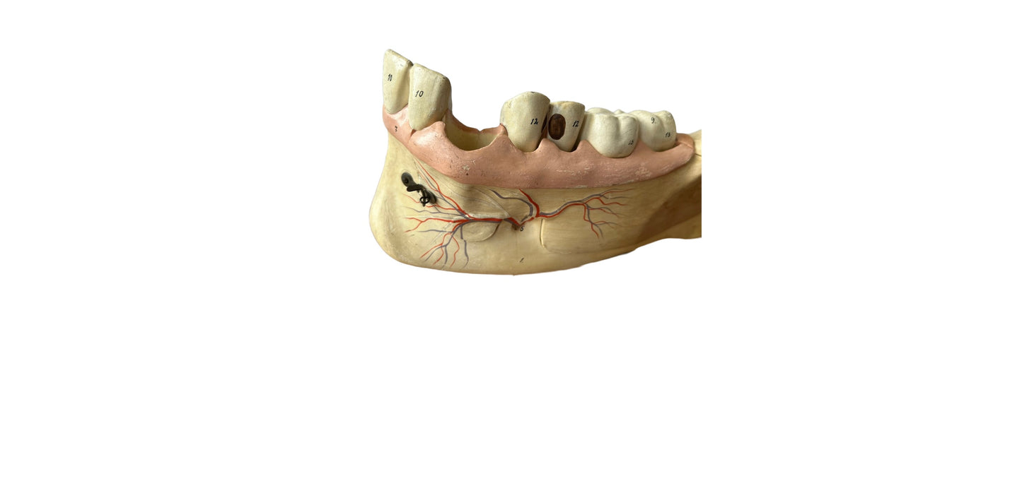 Vintage Anatomical Jawbone & Teeth