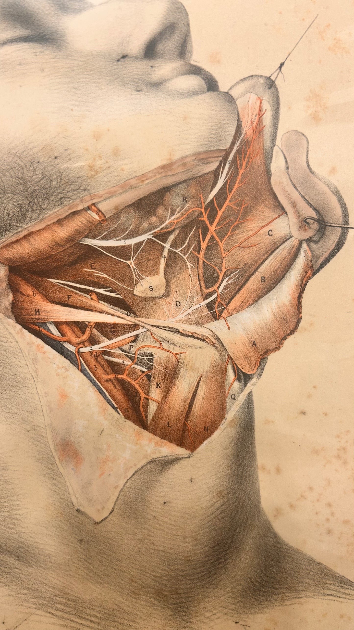 Anatomische Zeichnung/Illustration einer menschlichen Leichenpräparation – Hals- und Kiefersektion – 19. Jahrhundert – Ford