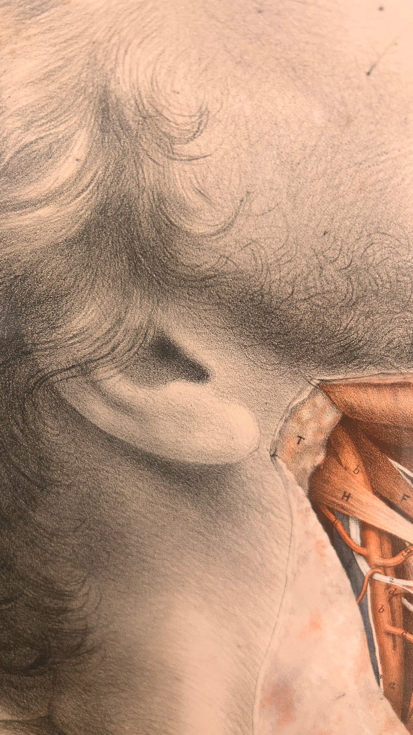 Anatomische Zeichnung/Illustration einer menschlichen Leichenpräparation – Hals- und Kiefersektion – 19. Jahrhundert – Ford