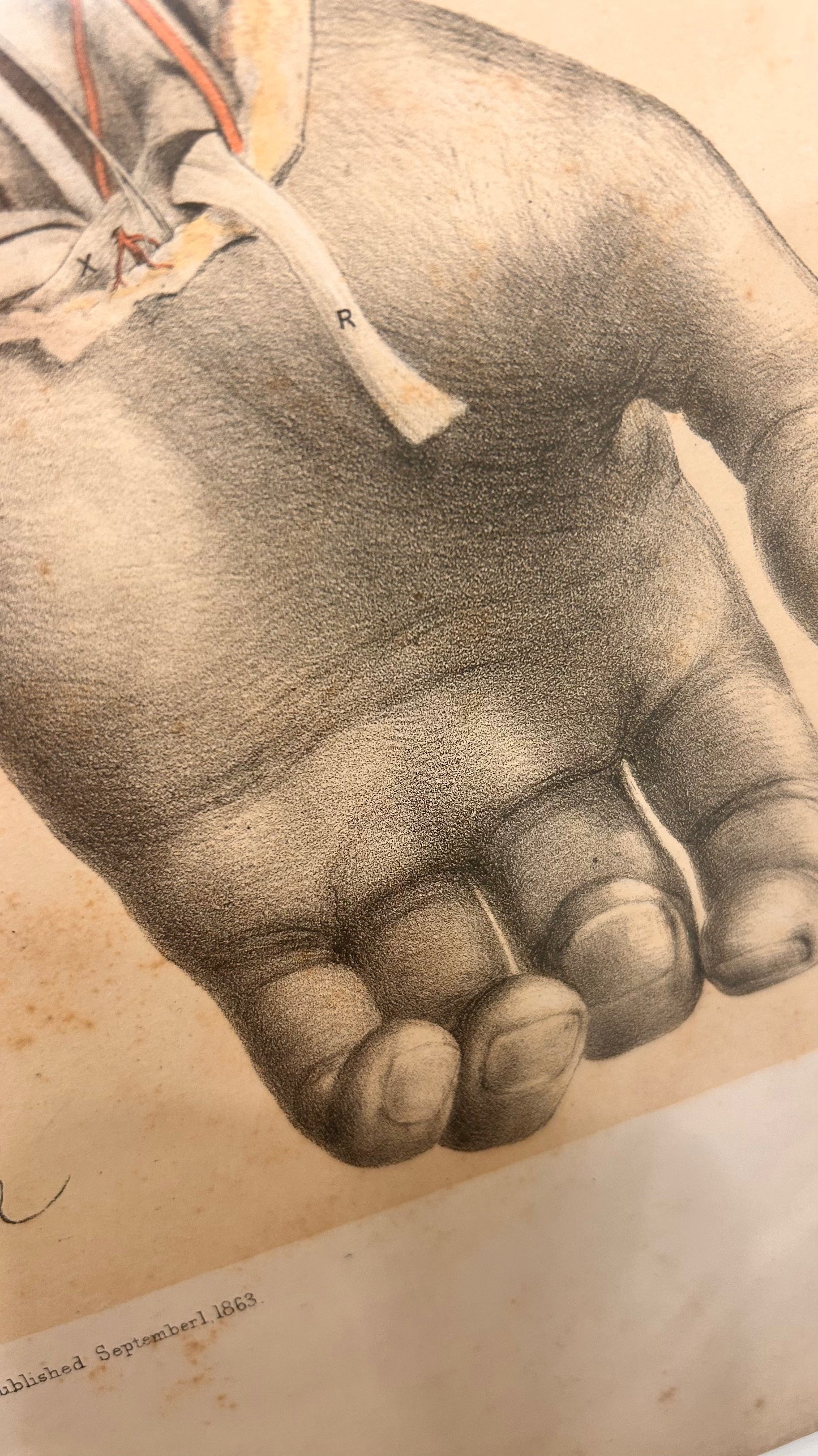 Anatomische Sektionszeichnung, 19. Jahrhundert, Unterarminnenseite, Tafel IX
