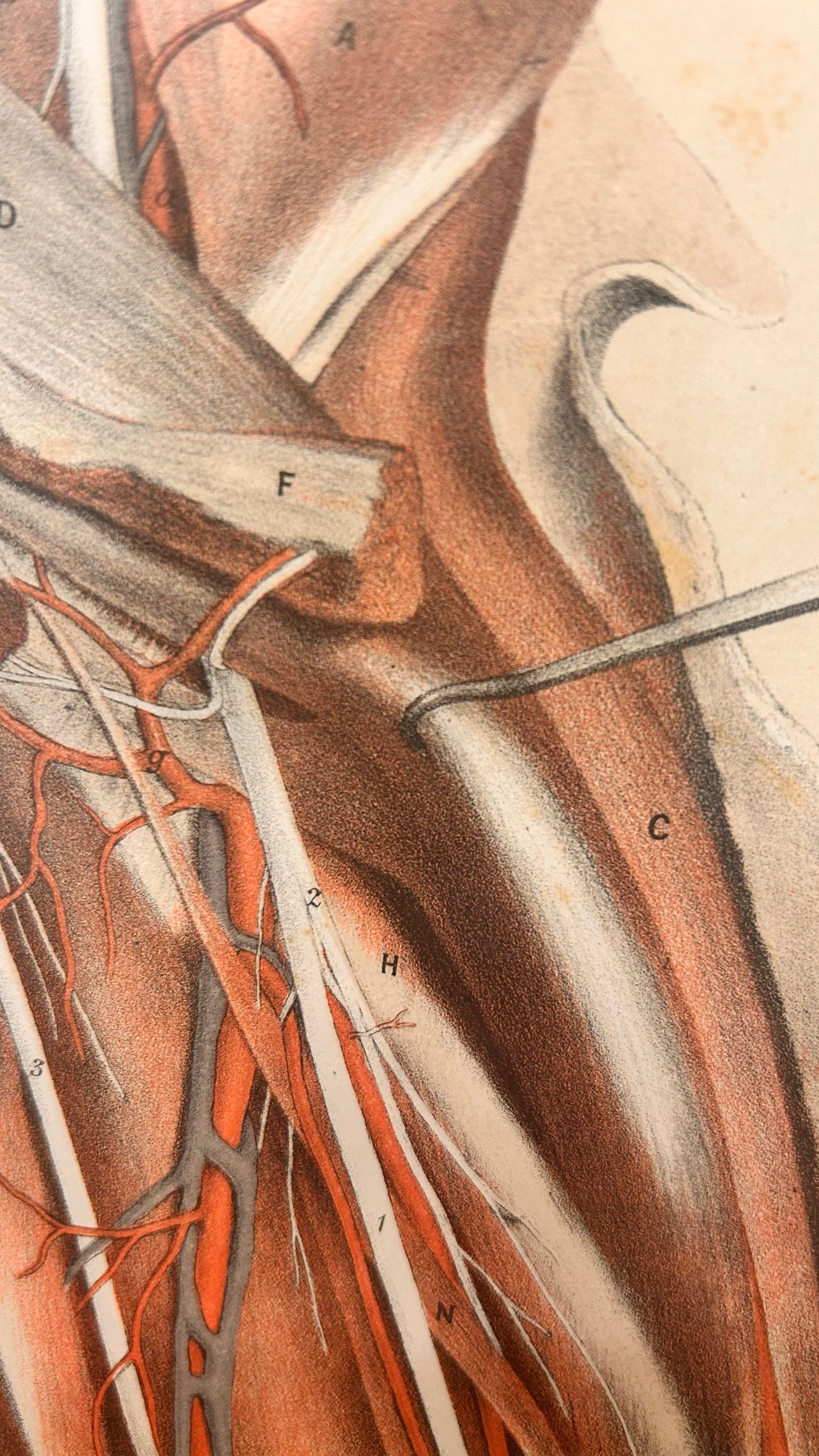 Anatomische Sektionszeichnung, 19. Jahrhundert, Unterarminnenseite, Tafel IX