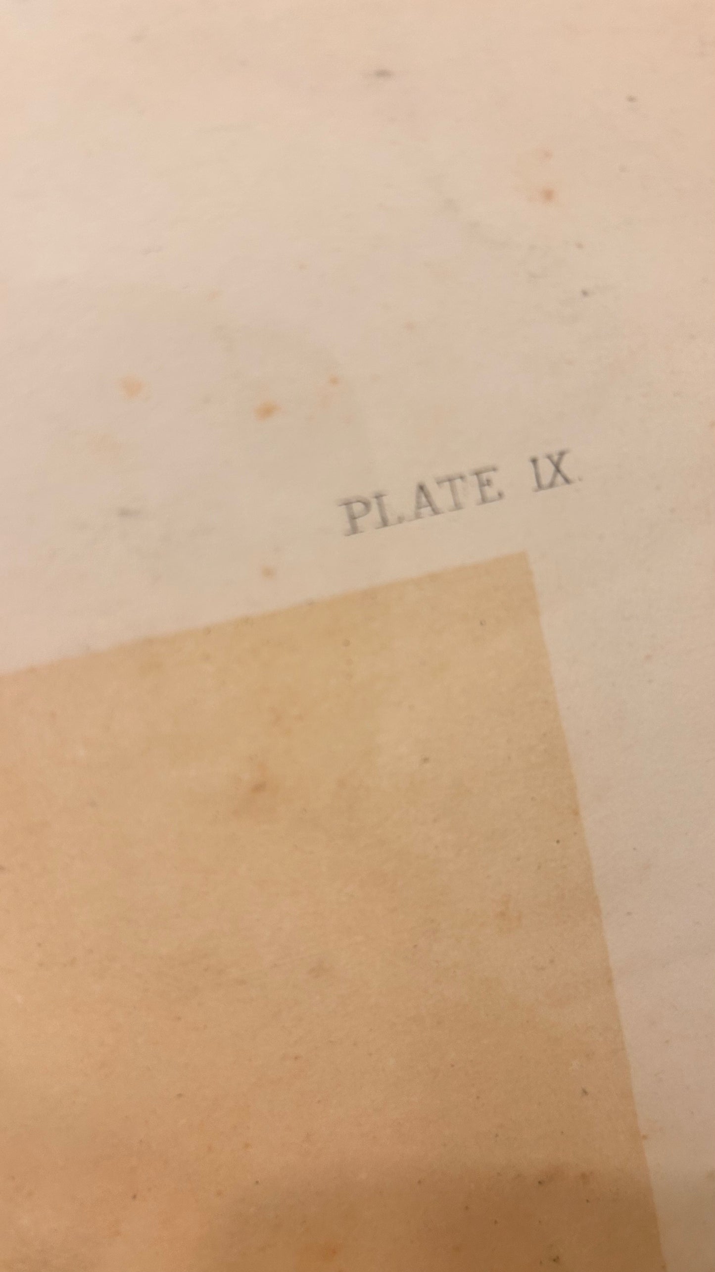 Anatomische Sektionszeichnung, 19. Jahrhundert, Unterarminnenseite, Tafel IX