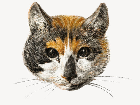 Open Eye Orange and Black Tabby Cat: &nbsp;Wall Art &nbsp;Poster Print by &nbsp; French Artist Jean Bernard, 1800's. &nbsp;From an original chalk and crayon drawing.&nbsp;