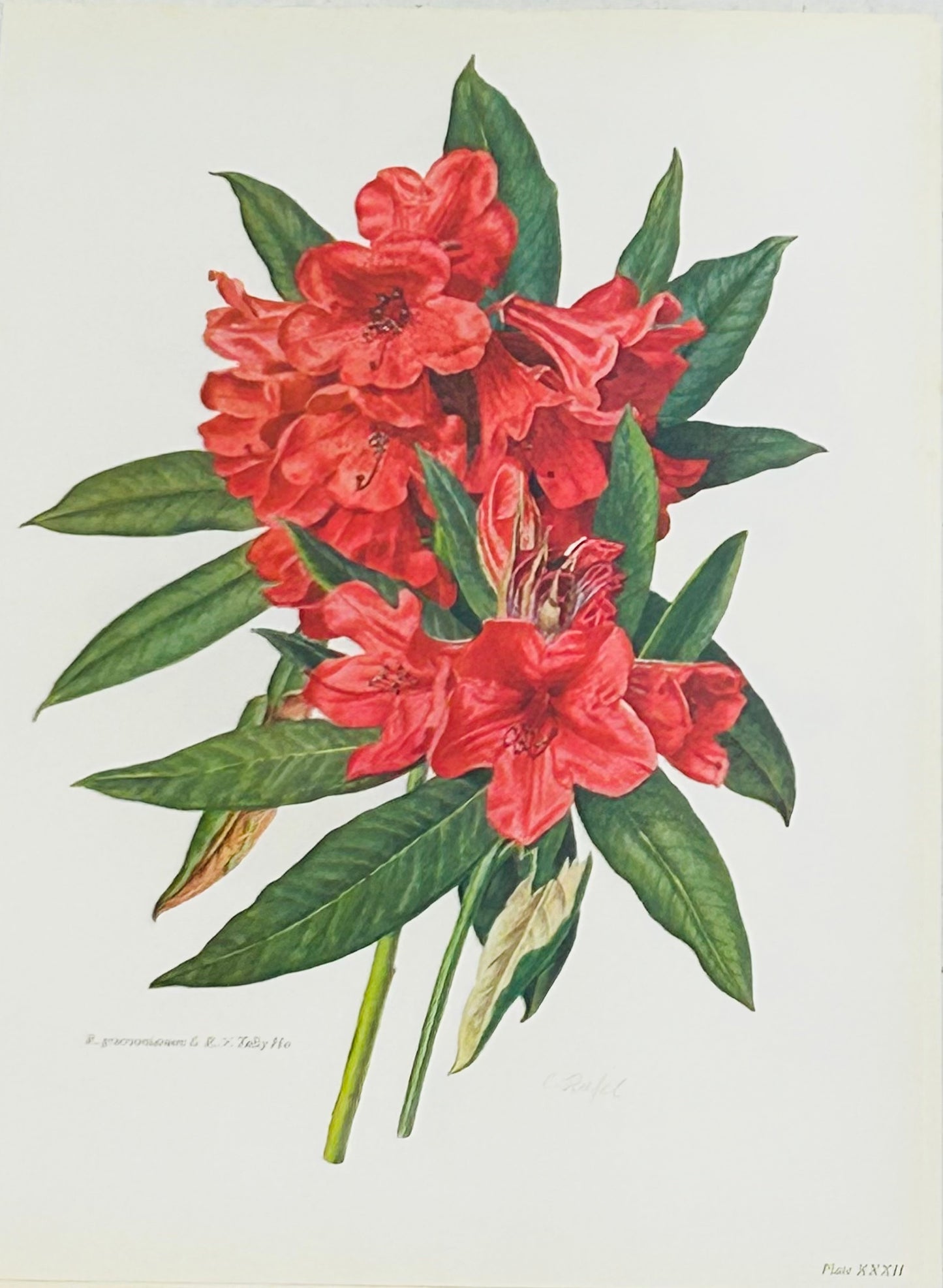 Rhododendron  R. griersonianum & R x Tally Ho  Plate: XXXII / Vintage Print | C. Riefel 1958 Floral - Red /