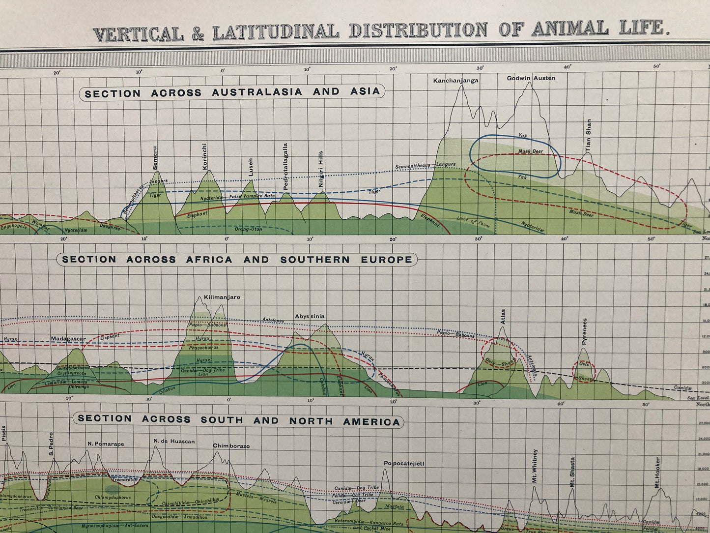 Antique Zoogeography Map - Animal Life – Vintage Zoology Chart, early 20th Century