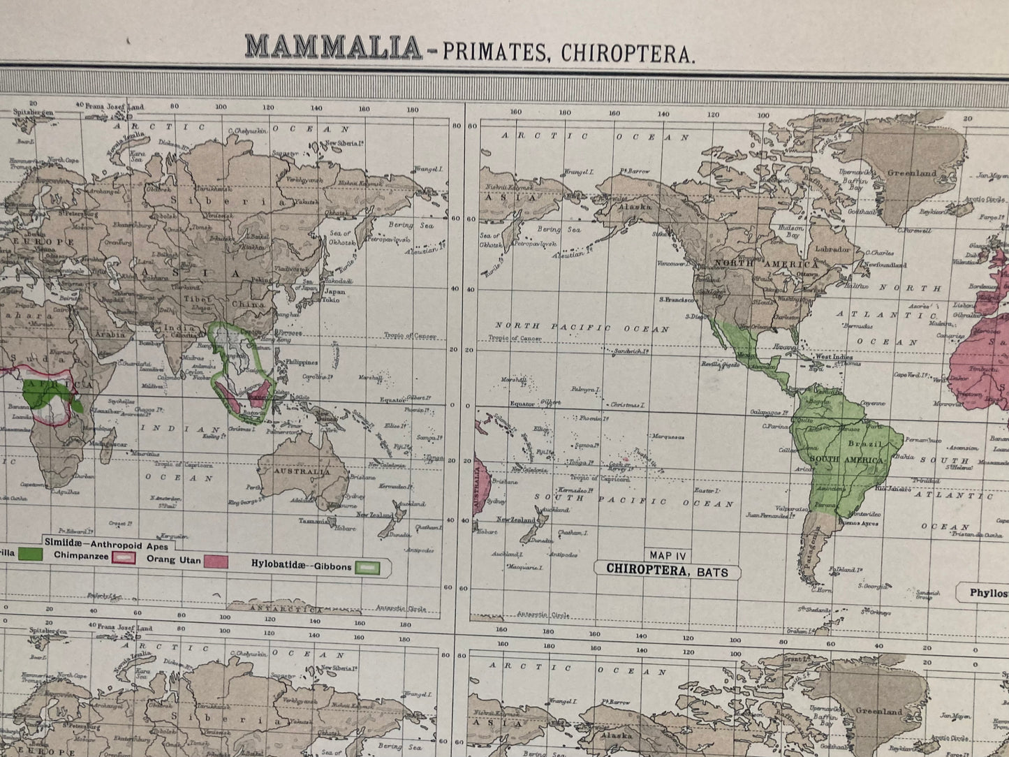 Antique Zoogeography Map - PRIMATES – Vintage Zoology Chart, early 20th Century