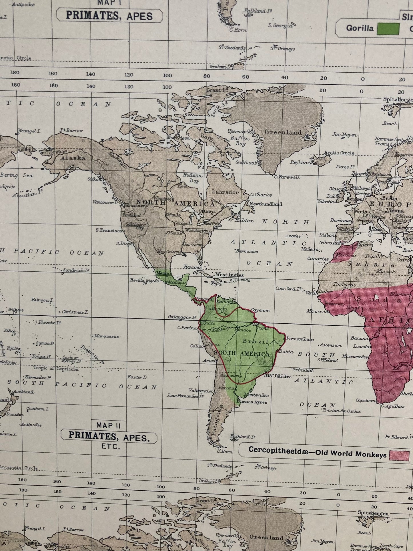 Antique Zoogeography Map - PRIMATES – Vintage Zoology Chart, early 20th Century