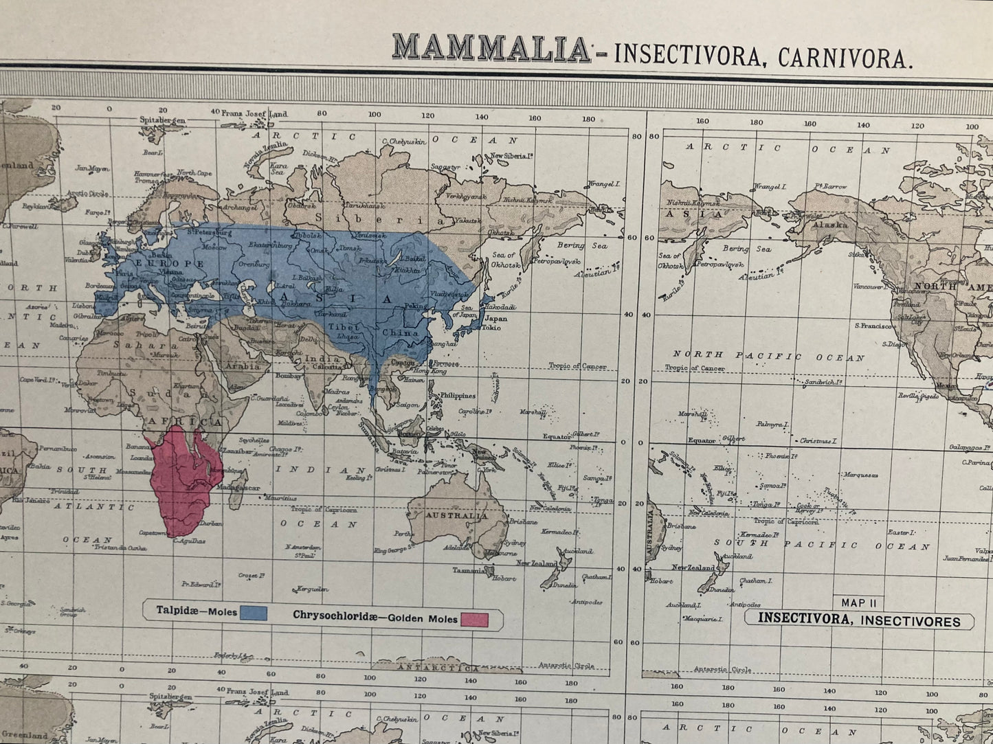 Antique Zoogeography Map - MAMMALIA – Vintage Zoology Chart, early 20th Century (Copy)