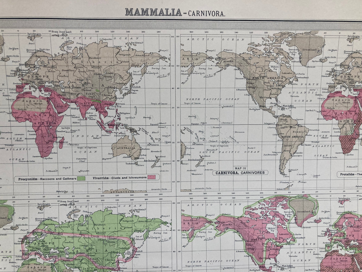 Antique Zoogeography Map - MAMMALIA CARNIVORA – Vintage Zoology Chart, early 20th Century