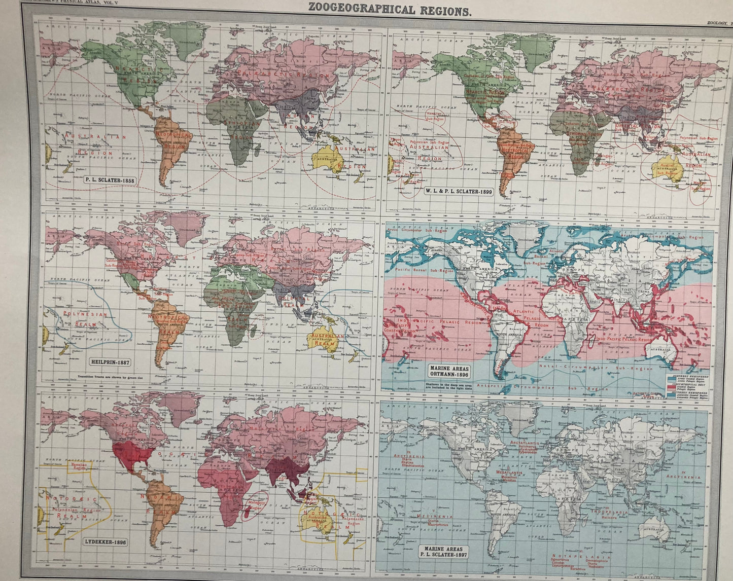 Antique Zoogeography Map - WORLD – Vintage Zoology Chart, early 20th Century