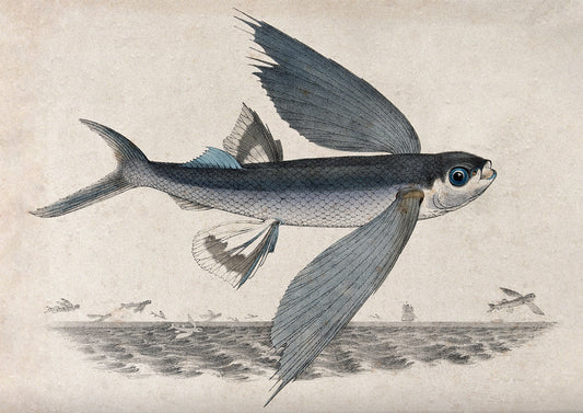 <p data-mce-fragment="1"><strong>Antique Flying Fish</strong></p> <p data-mce-fragment="1">Flying fish No.4 drawn by R. Bridgens, circa 1835. A charming naive depiction of a flying fish in the style of the time.</p>