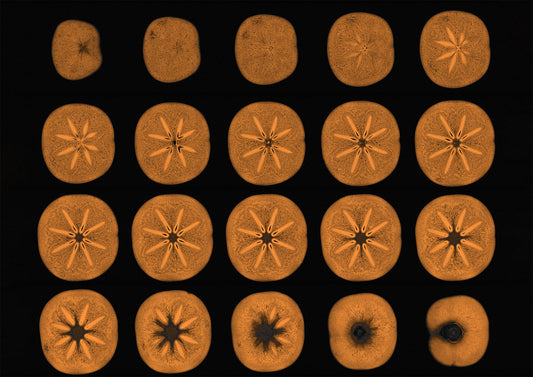 Persimmon Fruit MRI axial view &nbsp;V2  Add a splash of colour to your kitchen walls with this alternative look at nature.  Collage of multiple cross sections through a single persimmon. The persimmon has been virtually sliced along a horizontal axis from left to right, giving you a bird's eye view into the centre of the fruit (axial or transverse plane). These images were acquired by spin-echo magnetic resonance imaging (MRI) and then digitally coloured to match the natural colour of the fruit.