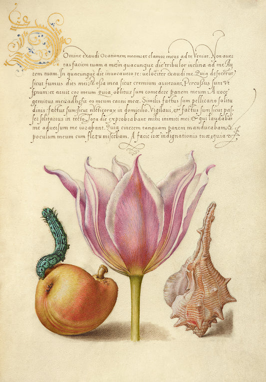 <p><strong>Antique Tulip with Shell - &nbsp;Antique Latin Illustration from Renaissance Europe</strong></p> <p>Originally created in the 16th Century this enchanting print combines early scientific studies of nature with the art of calligraphy. The subtle tones and muted colour palette will endow any room with a sense of calmness and tranquillity. (Flemish, circa 1560's).</p> <p>&nbsp;</p>