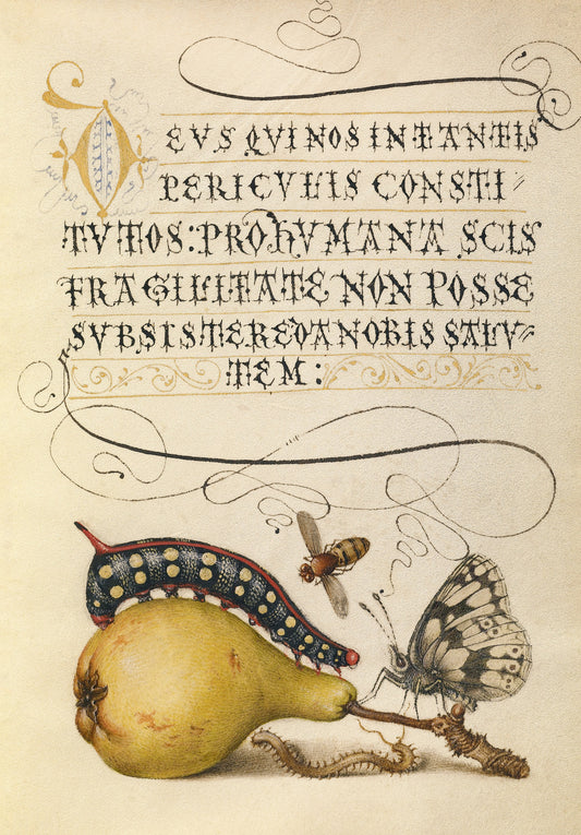 <p data-mce-fragment="1"><strong data-mce-fragment="1">Antique Caterpillar and Butterfly Renaissance Print</strong></p> <p>Originally created in the 16th Century this enchanting print combines early scientific studies of nature with the art of calligraphy. The subtle tones and muted colour palette will endow any room with a sense of calmness and tranquillity. (Flemish, circa 1560's</p>