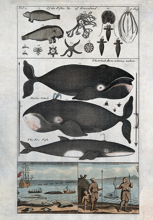 Vintage Whales & Sea Creatures Wall Art Print