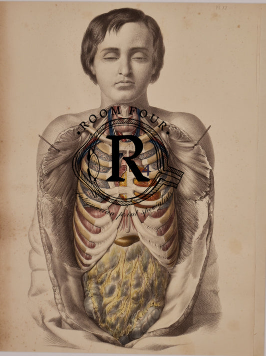 Human Anatomy Surgical Post Mortem Drawings 19th Century