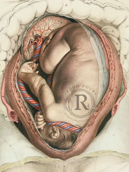 W. H. Lizars – Foetus at Full Term – Uterine Anatomical Print – Giclée Reproduction – Plate XCVI – 19th‑Century Obstetric Illustration  - John Lizars Original 19th-Century Anatomical Giclée Print – Plate XCVI Foetus Dissection Full Term