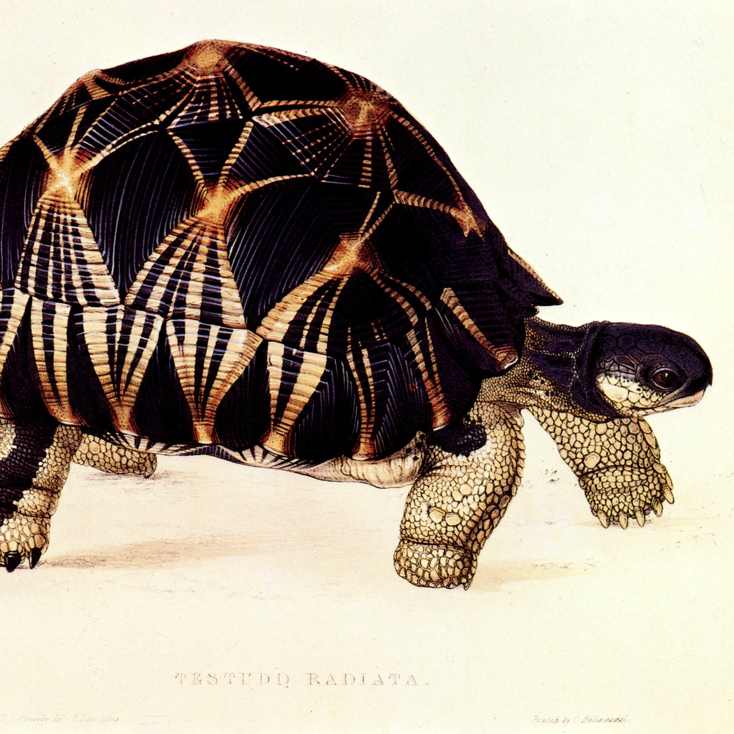 Edward Lear — Radiated Tortoise (Testudo radiata) — Digital Fine Art Reproduction Print - Room Four 
