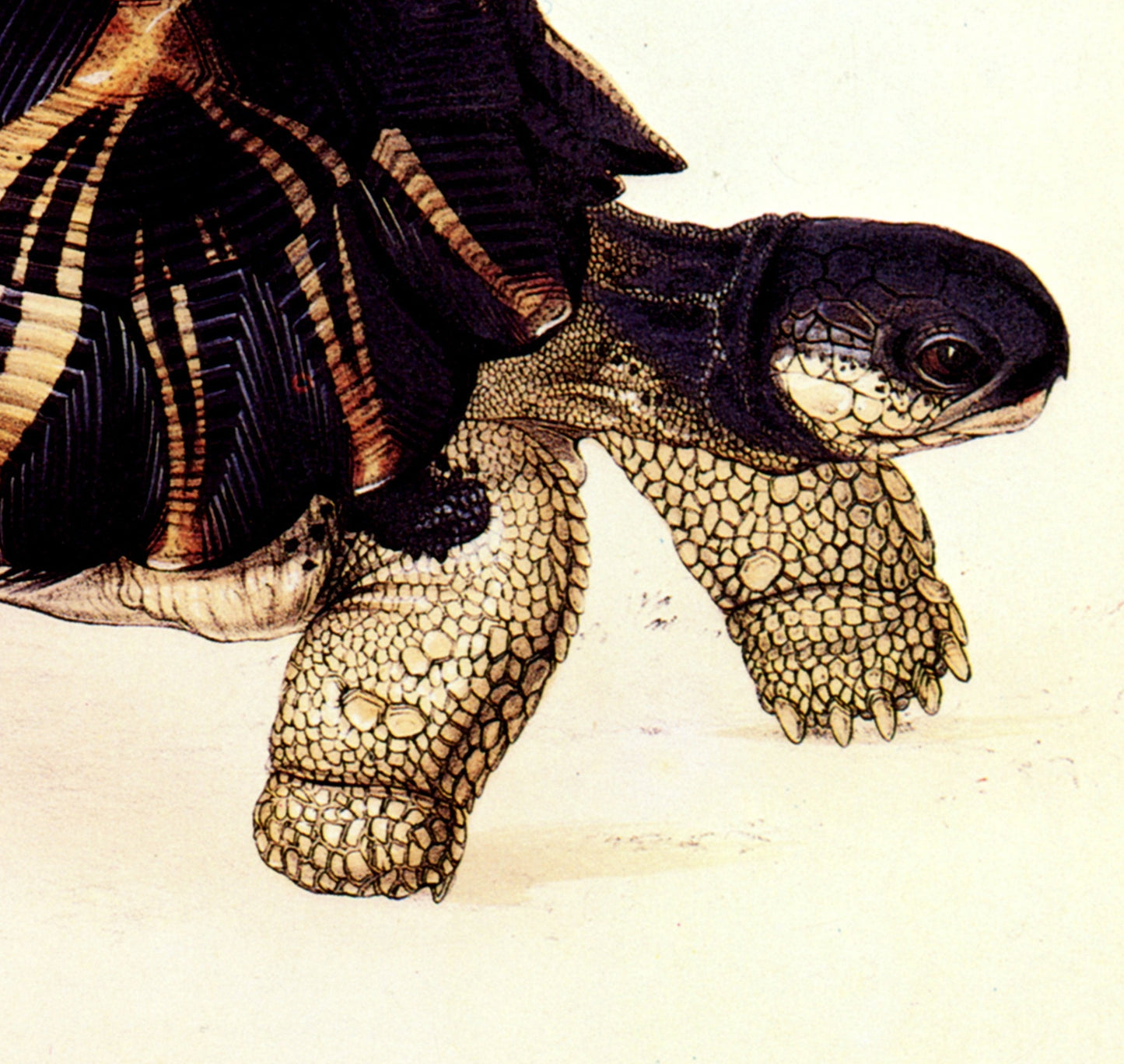 Lear — Radiated Tortoise (Testudo radiata) — 19th‑Century Natural History Illustration (Digital Reproduction)