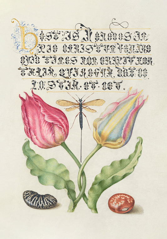 <p><strong>Tulips, Beans and Insect - &nbsp;Antique Illustration from Renaissance Europe</strong></p> <p>Originally created in the 16th Century this enchanting print combines early scientific studies of nature with the art of calligraphy. The subtle tones and muted colour palette will endow any room with a sense of calmness and tranquillity. (Flemish, circa 1560's).</p> <p>&nbsp;</p>