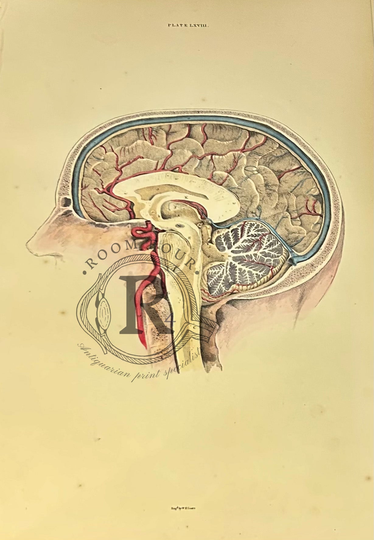 Lizars Anatomical Drawing - The Brain -  19th Century / early anatomy Plate LXVIII - original