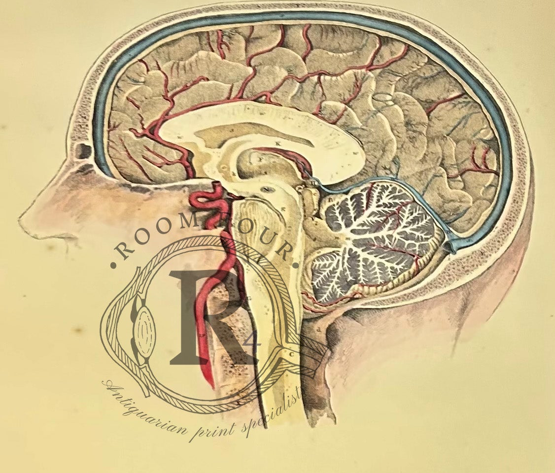Lizars Anatomical Drawing - The Brain -  19th Century / early anatomy Plate LXVIII - original