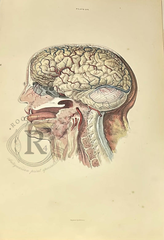 Lizars Anatomical 19th Century Hand Coloured Illustration - The Brain - Plate LVI