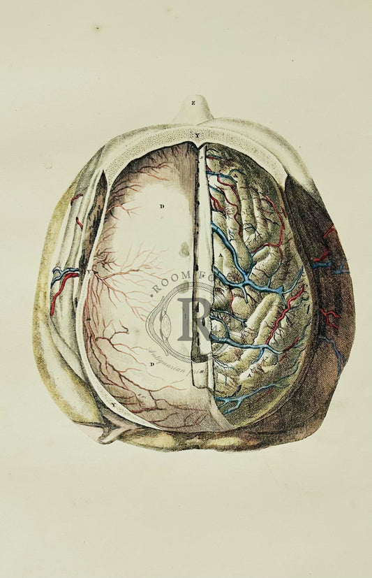 Lizars 19th Century Anatomical Illustration - The Brain - Plate LVII